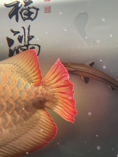 能推薦一些動態紅金龍魚壁紙嗎？