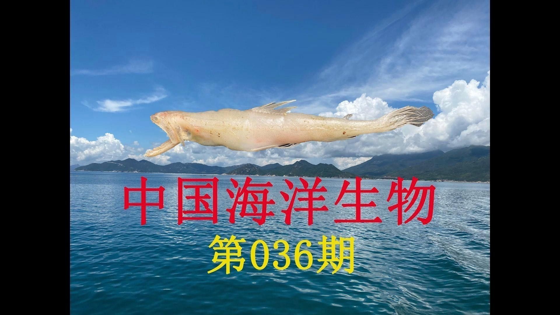 如何選購新鮮的龍頭魚？