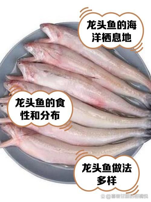 如何選購新鮮的龍頭魚？