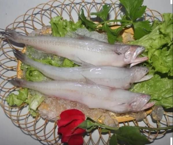 如何選購新鮮的龍頭魚？