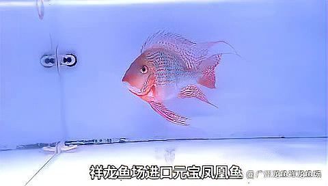 祥龍漁場的龍魚怎樣養的活