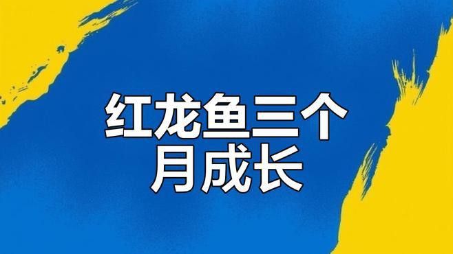 紅龍魚(yú)生長(zhǎng)速度圖解視頻