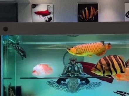 銀板魚和龍魚混養好不好呢
