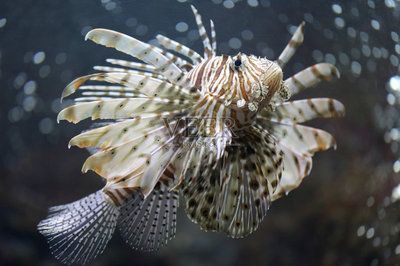 深海龍魚百科：深海龍魚是一類適應(yīng)深海龍魚的代表物種之一