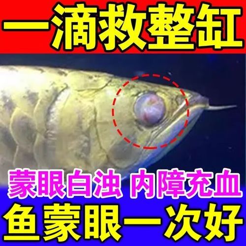龍魚眼睛突出怎么回事圖片
