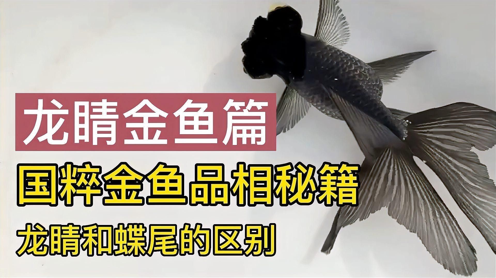 龍魚眼睛突出怎么回事圖片