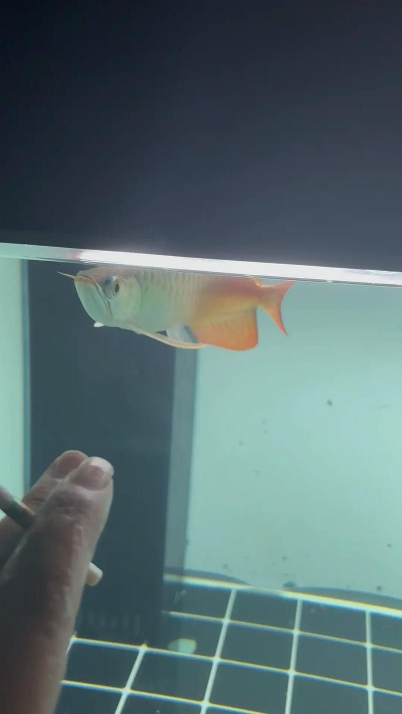 龍魚眼睛突出怎么回事圖片