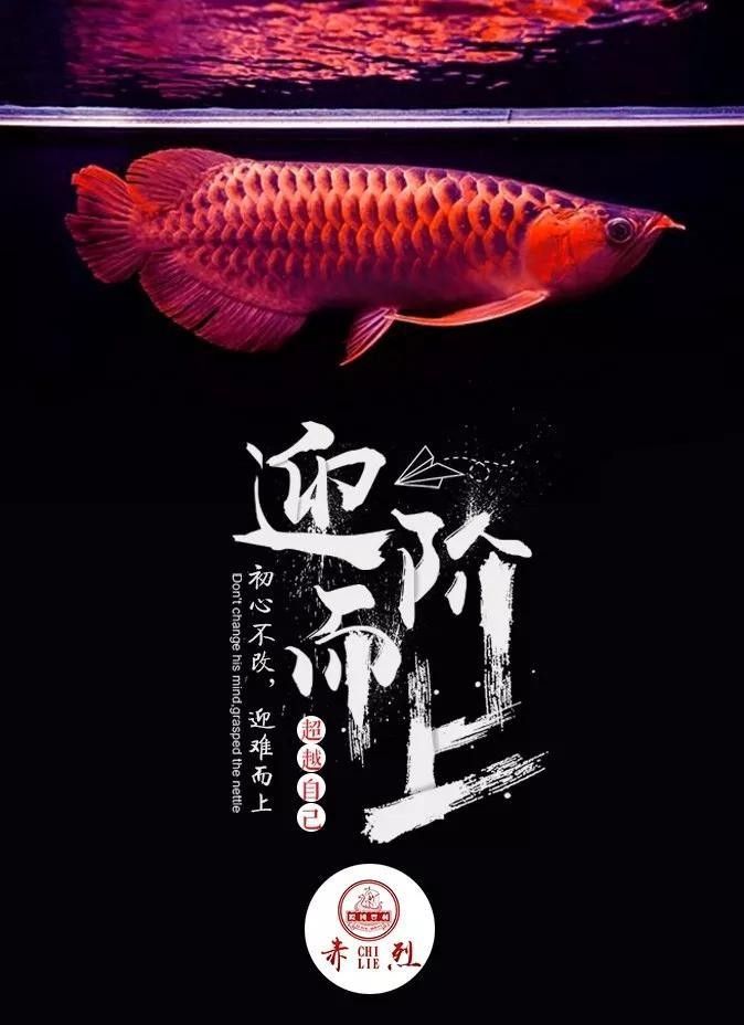 龍魚眼睛突出怎么回事圖片