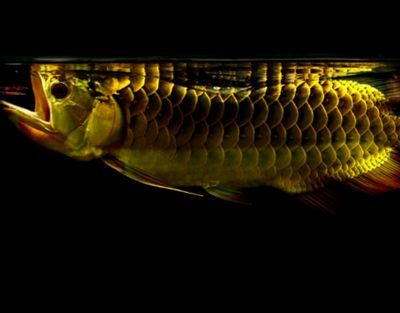 金龍魚浮頭游姿不穩：金龍魚浮頭可能有多種原因