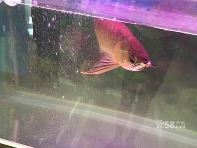 40cm寬的魚缸能不能養(yǎng)龍魚（40厘米寬的魚缸能養(yǎng)龍魚嗎）