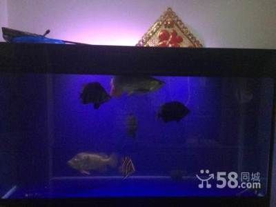 40cm寬的魚缸能不能養(yǎng)龍魚（40厘米寬的魚缸能養(yǎng)龍魚嗎）