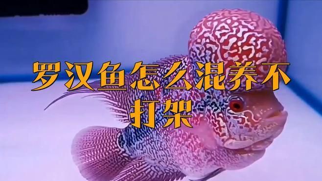 羅漢魚養(yǎng)幾條不打架