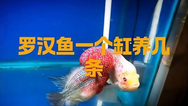 羅漢魚養(yǎng)幾條不打架