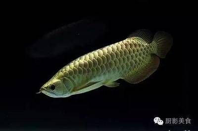 金龍魚高端品牌，金龍魚高端品牌及其特點(diǎn)介紹金龍魚高端品牌及其特點(diǎn)