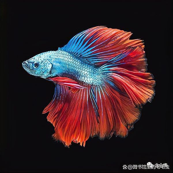 龍魚(yú)繁殖的最佳溫度是多少