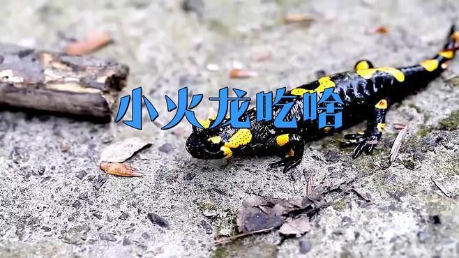 有哪些適合小火龍的食物？