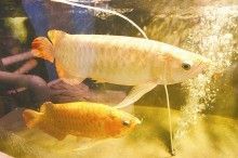 印尼紅龍魚多大發色最好看的：印尼紅龍魚的發色時間通常在它們體長達25公分左右