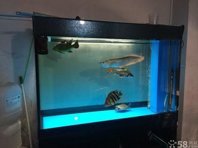 龍魚缸背景選擇指南（選擇龍魚缸的背景需要考慮哪些因素？）