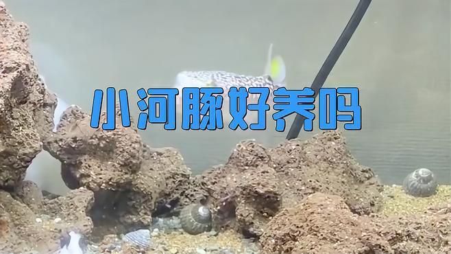 迷你小河豚好養嗎