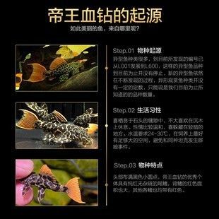 帝王血鉆批發：l600帝王血鉆批發和貨源基地批發信息