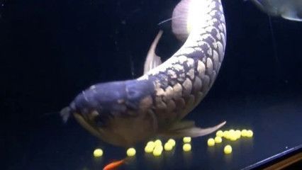 龍魚不吃東西會不會餓死：龍魚不吃東西會餓死嗎