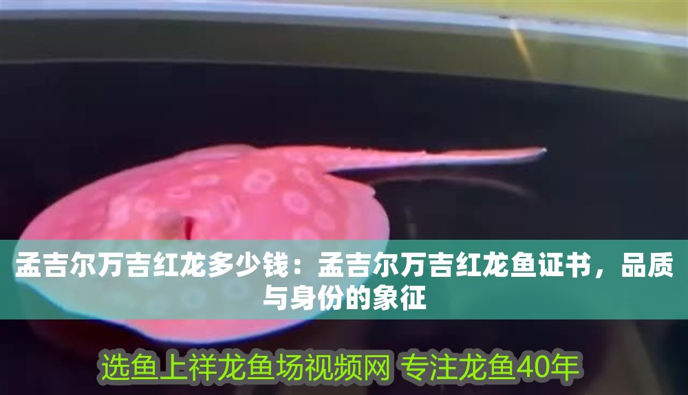 孟吉爾萬吉紅龍多少錢：孟吉爾萬吉紅龍魚證書，品質與身份的象征