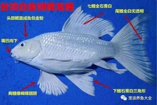 龍魚嘴歪了如何處理：龍魚嘴歪怎么辦