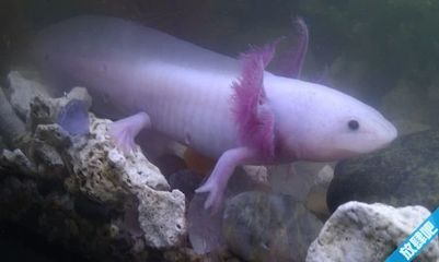 龍魚嘴歪了如何處理：龍魚嘴歪怎么辦