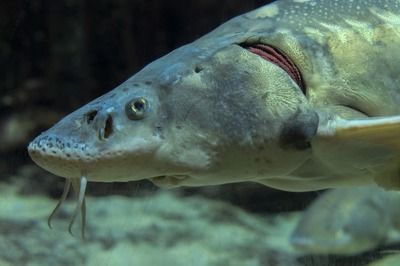 青島龍魚批發(fā)市場（青島龍魚批發(fā)市場價格查詢網(wǎng)查詢價格和市場動態(tài)）