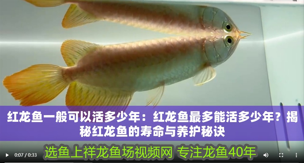 紅龍魚一般可以活多少年：紅龍魚最多能活多少年？揭秘紅龍魚的壽命與養護秘訣
