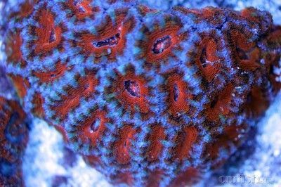 龍魚最喜歡吃什么食物：如何給龍魚投喂食物？