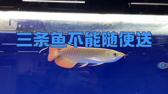 為什么養三條魚不吉利