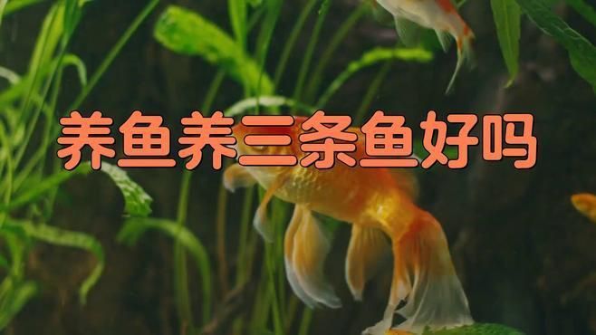 為什么養三條魚不吉利