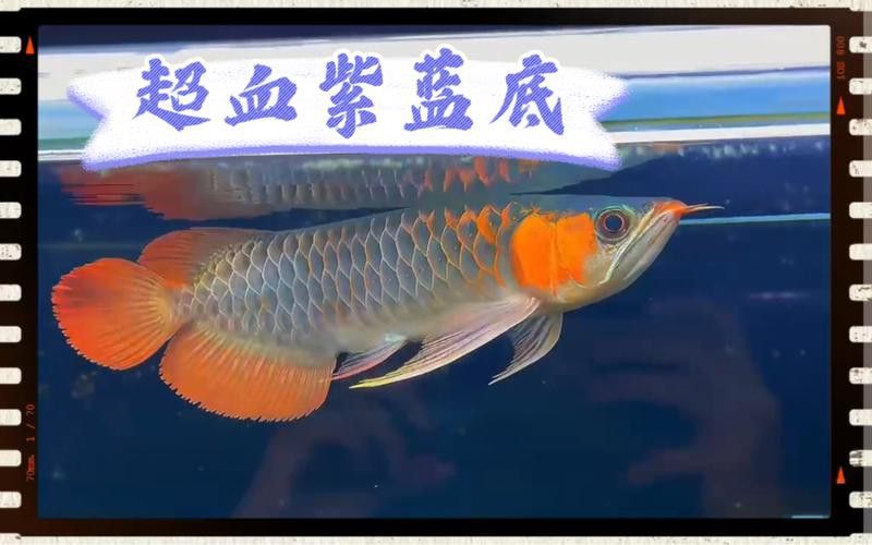 金龍魚藍底的好還是紫底的好呢圖片對比