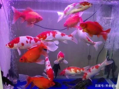 龍魚進貨渠道有哪些種類和特點（如何選擇龍魚進貨渠道）