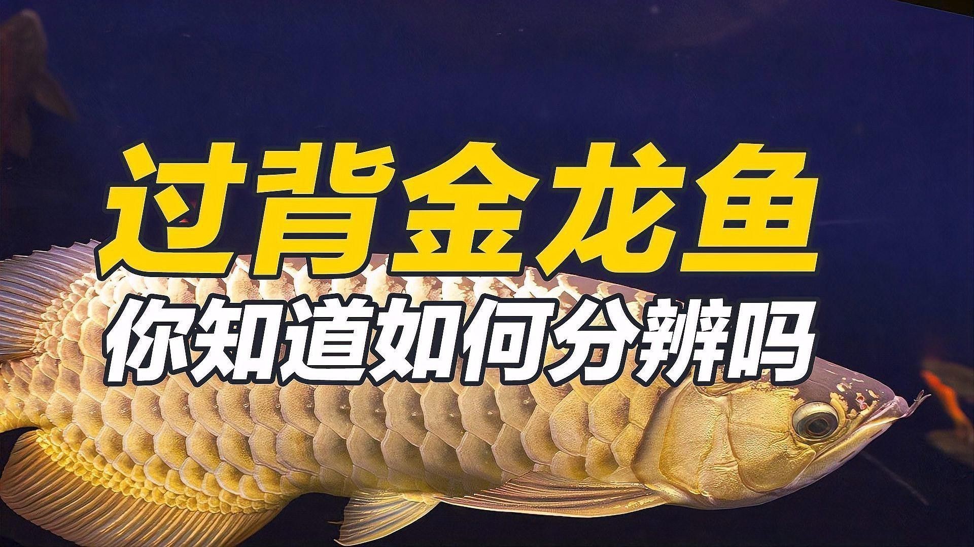 如何判斷過背金龍的年齡？