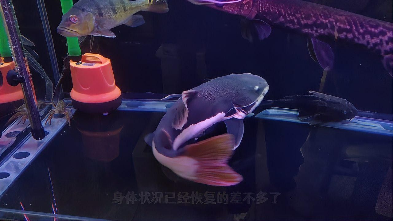 銀龍魚趴缸不吃食怎么回事
