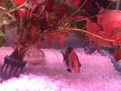 能和銀龍魚養在一起的清道夫（銀龍魚和清道夫可以混養嗎？）