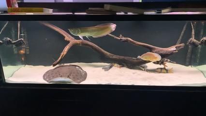 能和銀龍魚養在一起的清道夫（銀龍魚和清道夫可以混養嗎？）