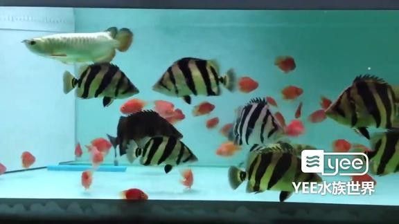 龍魚和虎魚混養(yǎng)數(shù)量多嗎