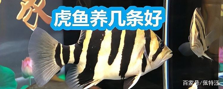 龍魚和虎魚混養(yǎng)數(shù)量多嗎
