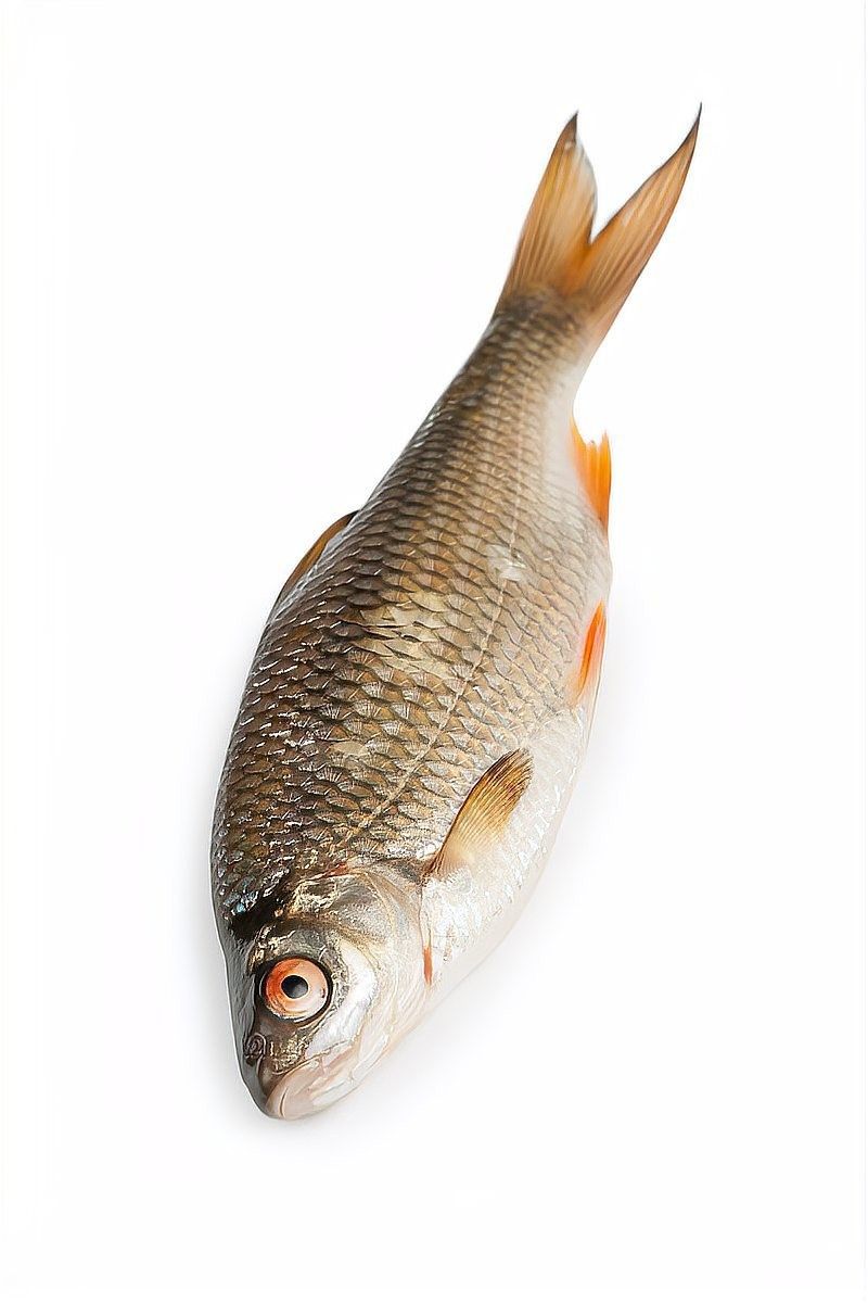 龍魚長黑斑