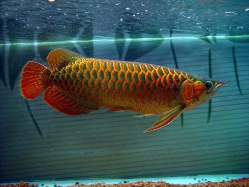 超大紅龍魚90公分
