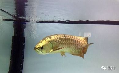 三年紅龍魚成長記錄：紅龍魚三年內成長記錄：紅龍魚常見疾病預防,紅龍魚常見疾病預防