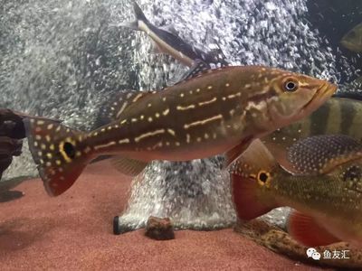 帝王三間和龍魚混養打架：帝王三間和龍魚混養打架嗎