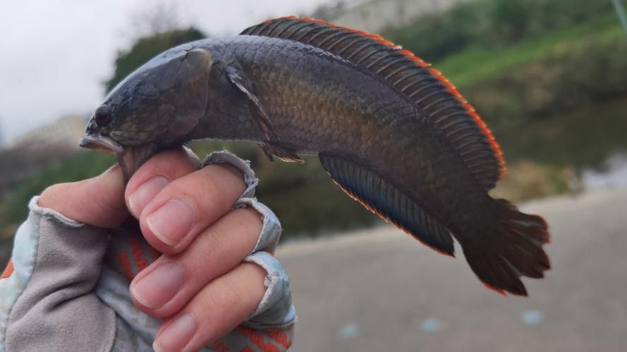 彩虹雷龍魚好看嗎圖片