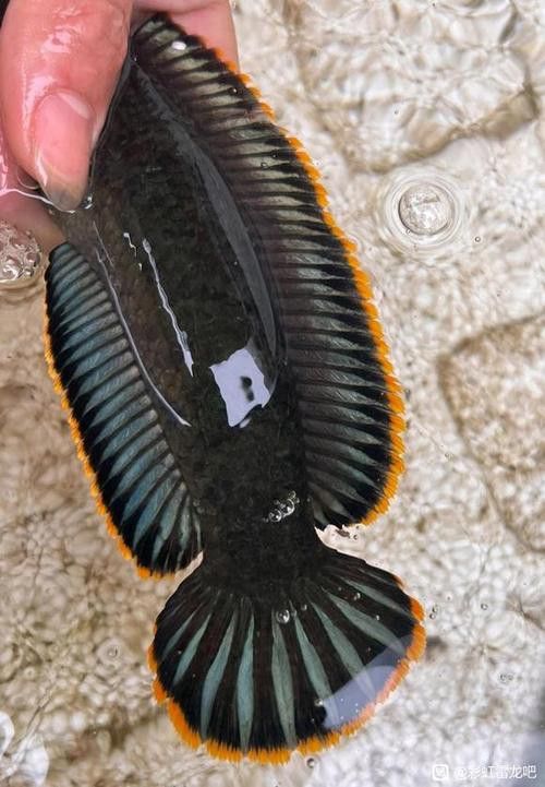 彩虹雷龍魚好看嗎圖片