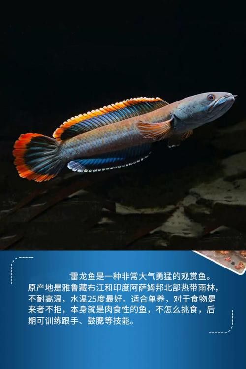 彩虹雷龍魚好看嗎圖片