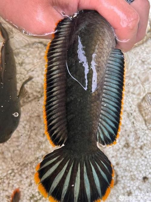 彩虹雷龍魚好看嗎圖片