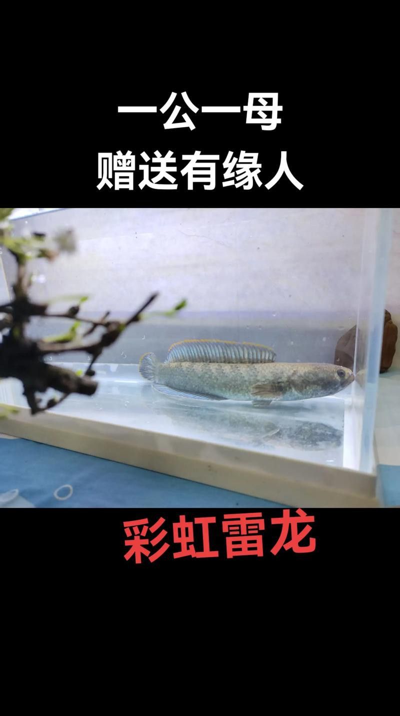 彩虹雷龍魚好看嗎圖片